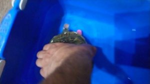 Красноухая черепаха укус