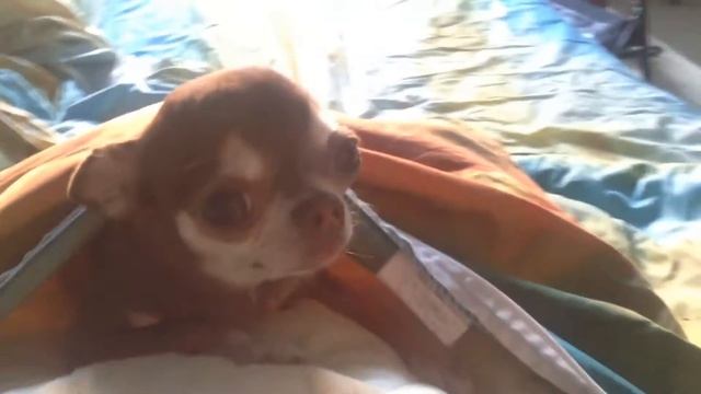 Чихуахуа прячется. Chihuahua hiding смотреть онлайн