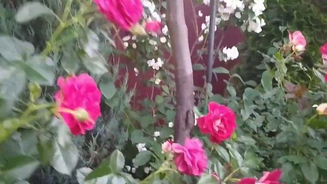 Летняя палитра. Вспоминая 2021 год. смотреть онлайн