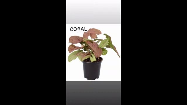 DIFFERENT VARIETIES OF SYNGONIUM WITH NAMES // JoanVlogs смотреть онлайн