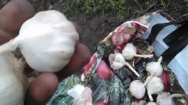 Зимняя посадка ярового чеснока смотреть онлайн