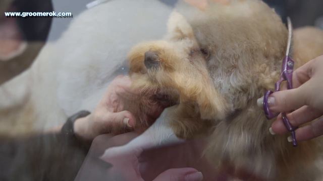Toy poodle - How to groom toy poodle? смотреть онлайн