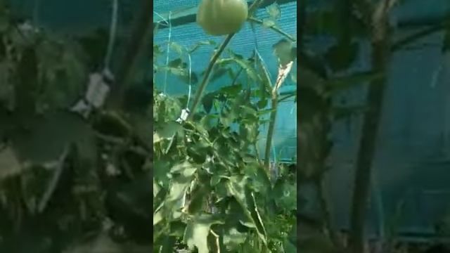 №11 "Сердце Италии". Сорта помидоров. Выращивание помидоров. Огород. Сад. Томаты. смотреть онлайн