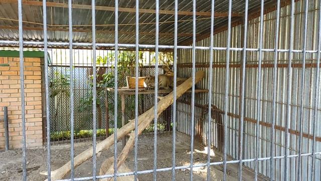 Детский зоопарк областного эколого-биологического центра. Уральск осень 2021 смотреть онлайн