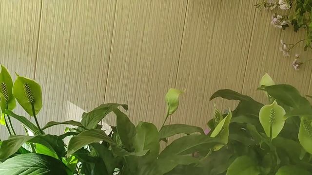 Спатифиллум Особый Уход в Июле смотреть онлайн