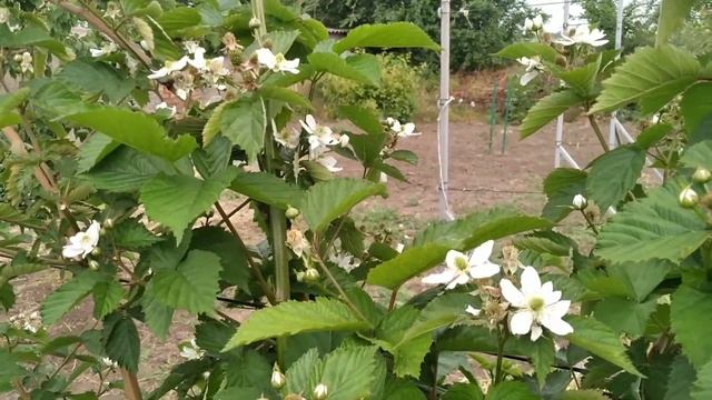 ЕЖЕВИКА.Прищипка побегов замещения на летней и ремонтантной...