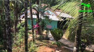 Все колонии Harpegnathos Saltator! Муравьи Салтаторы из Индии.