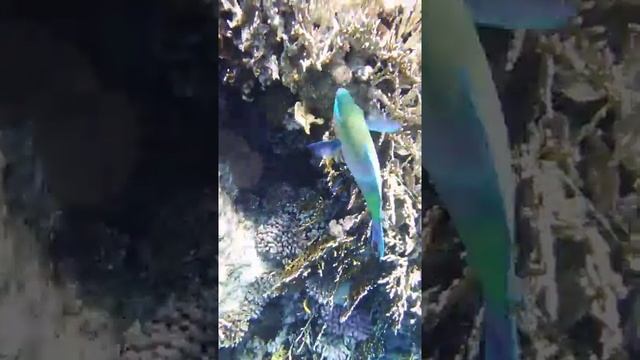 Рыба-попугай и чистильщик. Fisch Papagei.DSCF5150 смотреть онлайн