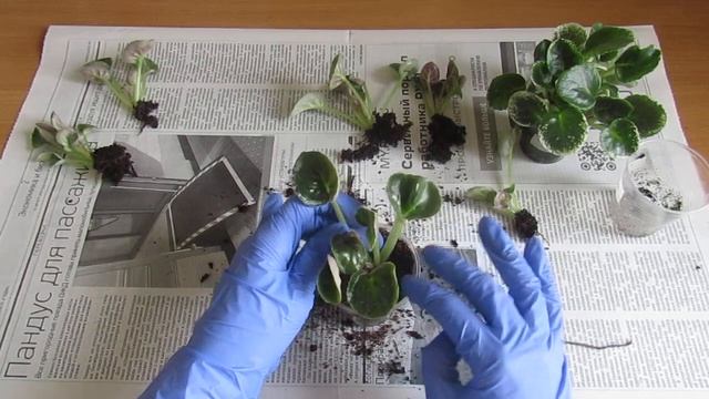 ФИАЛОЧНЫЕ БУДНИ‼️ ОТДЕЛЯЮ И РАССАЖИВАЮ ДЕТОК ФИАЛКИ ОТ ЛИСТА‼️ смотреть онлайн