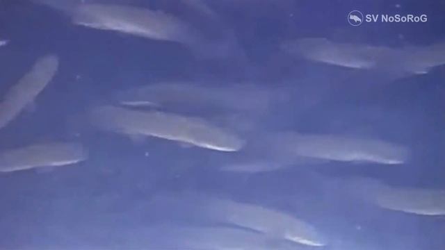 Арапайма гигантская или пираруку смотреть онлайн