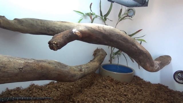 New DIY Snake Enclosures/New Snakes смотреть онлайн