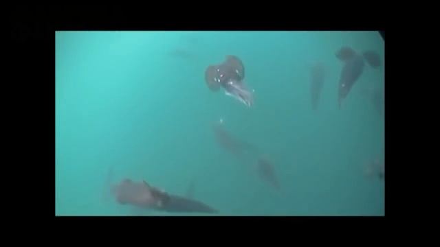 ГИГАНТСКИЙ КРАКЕН. Факты и Мифы смотреть онлайн