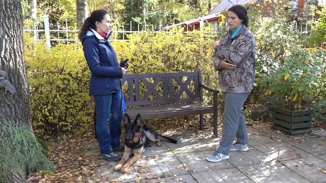 ДТ-28. Лучшее место собаки - диван?! смотреть онлайн