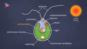 6 класс - Биология - Водоросли, основные группы