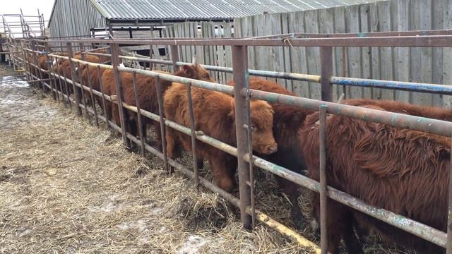 Продажа молодняка (бычков калмыцкой породы) смотреть онлайн