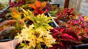 ОБЗОР НОВЫХ КОЛЕУСОВ...ШИКАРНЫЕ СОРТА..