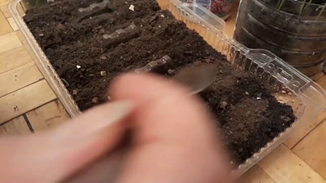 Петрушка,лук порей и сельдерей на рассаду!Обзор первых посадок! смотреть онлайн