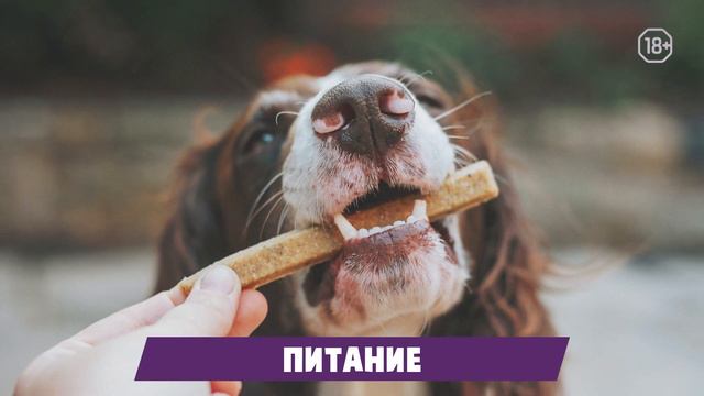 Трудно ли содержать крупных собак в квартире? смотреть онлайн