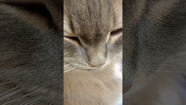 Пьеро не может выучить новогодний стих смотреть онлайн