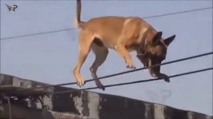 Бельгийская овчарка качества