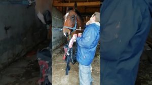 Хомут для лошади