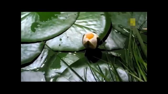 Лотос распускается