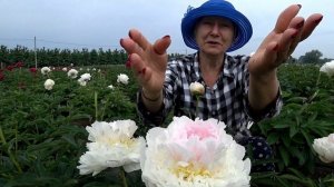 Нежно-розовые пионы. Часть 2 / Сад Ворошиловой