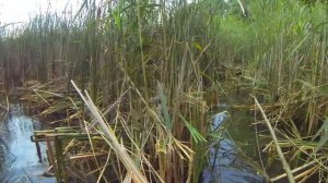 Как я пытался ловить диких уток на сало