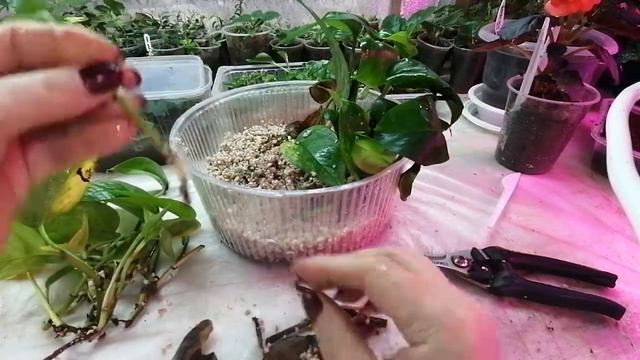 #Плющ#ЧЕРЕНКУЕМ#для#композиций# смотреть онлайн