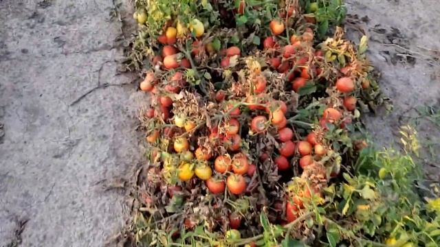 Сравнение томатов Исма, Надя и Талент 19.09.2020 г смотреть онлайн