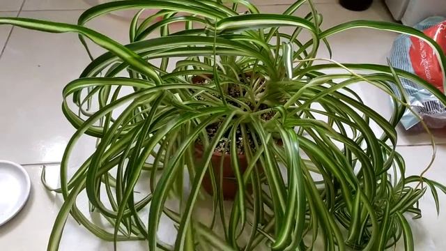 КАК ОМОЛОДИТЬ ХЛОРОФИТУМ смотреть онлайн