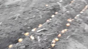 Лук на зелень. Посадка под зиму 2016г.