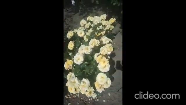 RIMOZA Rosebushes.ru