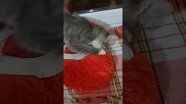Коротко о том, как успокоить кота ? пустышка для кота)))) смотреть онлайн