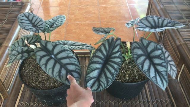 CARA BEDAKAN ALOCASIA BAGINDA DENGAN ALOCASIA DRAGON SILVER смотреть онлайн