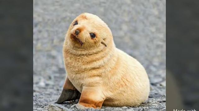 НЕ ИЗДЕВАЙТЕСЬ НАД ЖИВОТНЫМИ! /ПОДУМАЙТЕ СНАЧАЛА О НИХ /Лера ЕДИНОРОГ смотреть онлайн