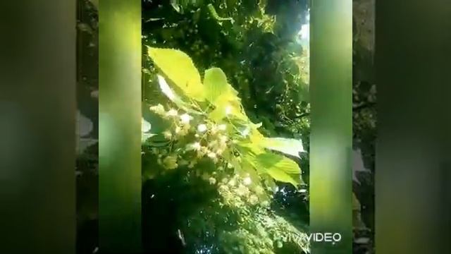 СОБИРАЕМ ЛИПОВЫЙ ЦВЕТ/сушим на зиму/... смотреть онлайн