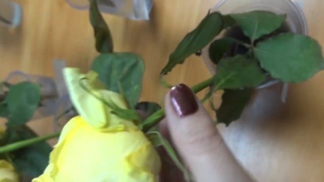 Эксперимент на цветах.В чем лучше хранить букет?! смотреть онлайн