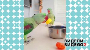 Попугаи-трюкачи. Видели видео? Фрагмент выпуска от 11.10.2020