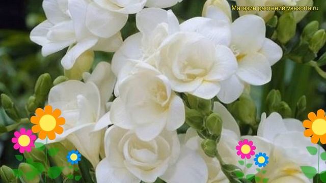 Фрезия махровая вайт. Краткий обзор, описание характеристик Freesia Double White