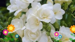 Фрезия махровая вайт. Краткий обзор, описание характеристик freesia double White
