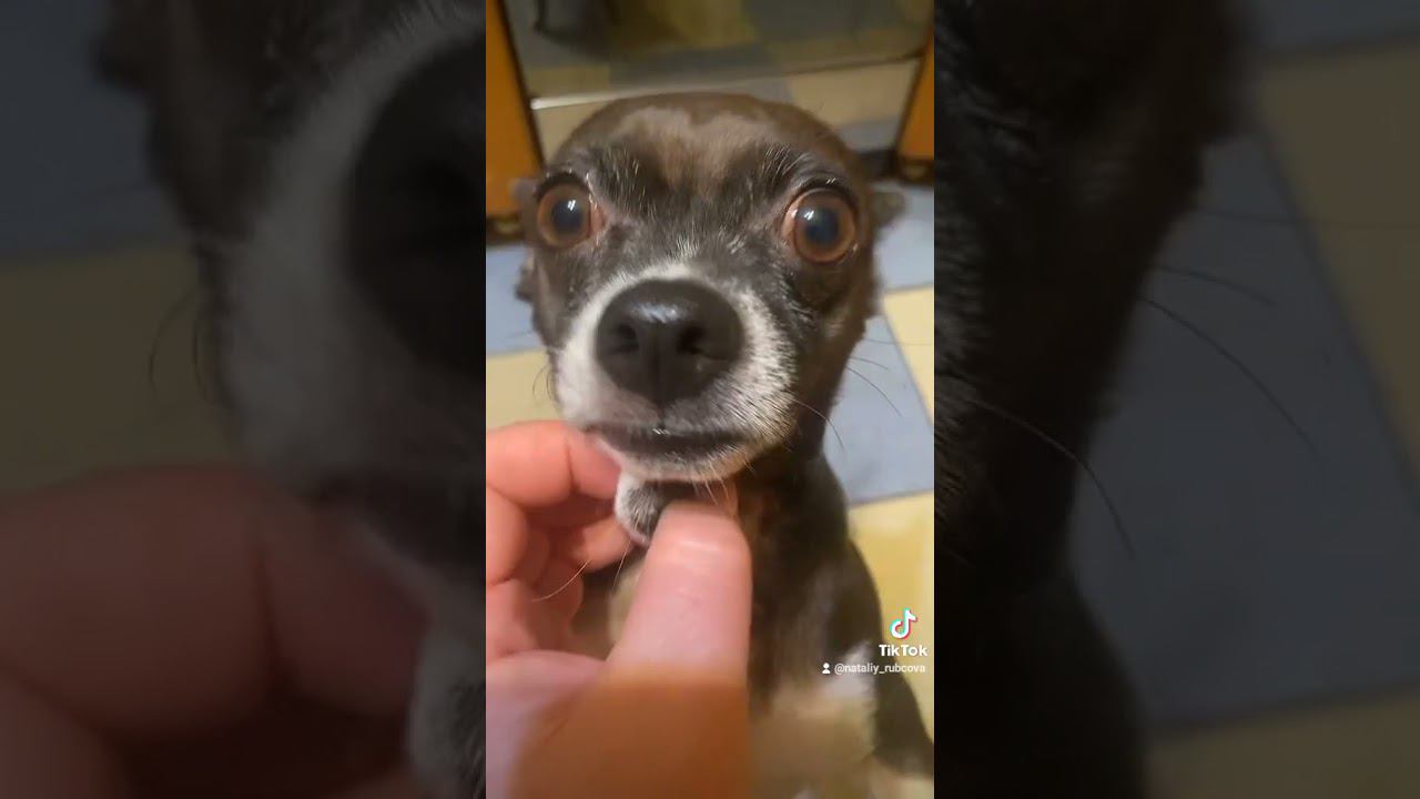 Моя любимка - Джордж. смотреть онлайн