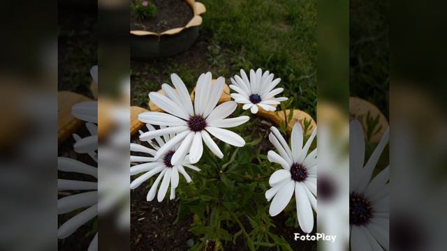 цветы летом в РА🌹🌹🌹 смотреть онлайн