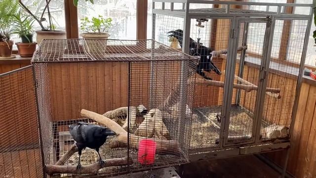 Вороны. История моих птиц. смотреть онлайн