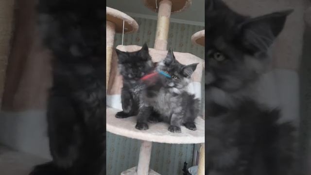 Черный дым очаровашки мейн-куна смотреть онлайн