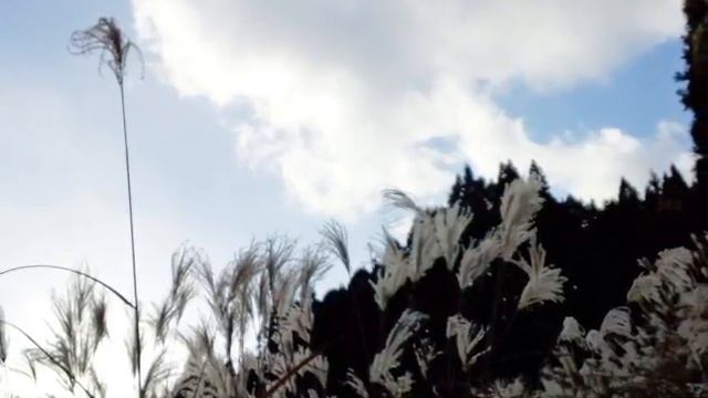 初冬にススキの穂が輝く смотреть онлайн