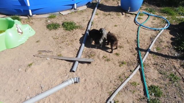 Щенки ЧИХУАХУА приучены к прогулкам на улице (дома к пеленке) / Какой вкус у яиц ФАЗАНОВ 30/04/2022 смотреть онлайн