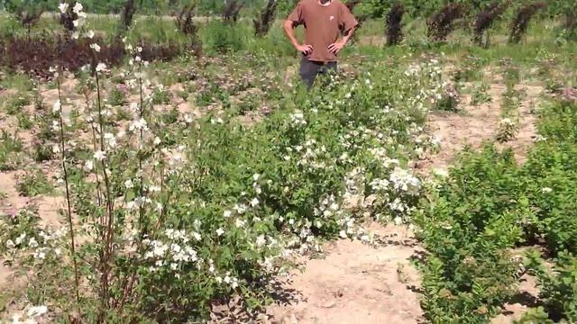 Чубушник (жасмин). Посадочный материал собственного производства. смотреть онлайн