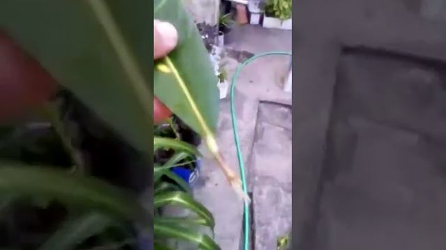 O resultado do enraizamento da folha de croton parte 2 e o plantio na terra смотреть онлайн