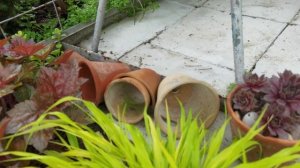 26.05.2021.  Декор в моём саду. Читайте описание под видео.